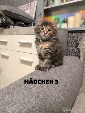 Meine Coon Kätzchen 