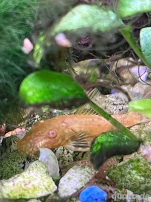 Antennenwelse Gold mit roten Augen