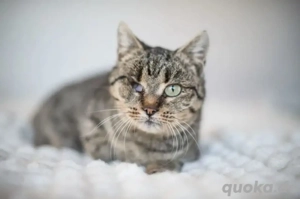 Uno Freundliche Piratin sucht Familie mit sicherem Hafen