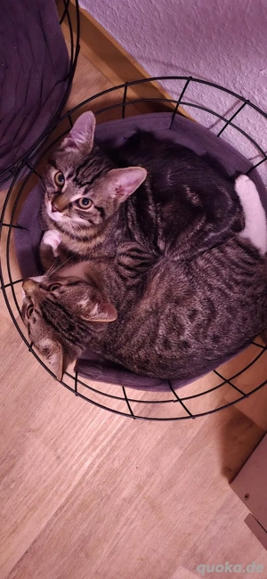 Zwei Kater 20 Wochen alt 