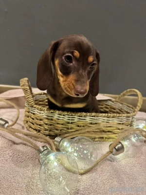 Dackel Black&tan, Schoko&tan Hündinnen und Rüden