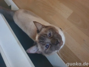 Siam katze weiblich