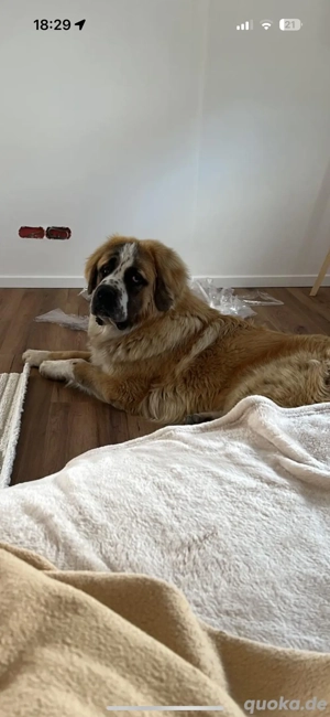 Bernhardiner   Pyrenäenberghund