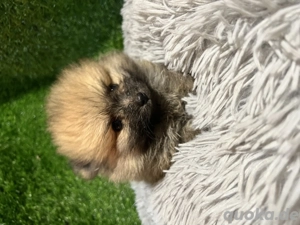 Pomeranian