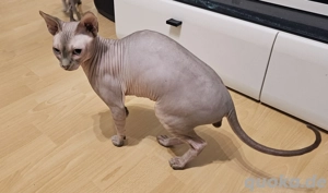 Canadian Sphynx - Wurfankündigung Bild 4