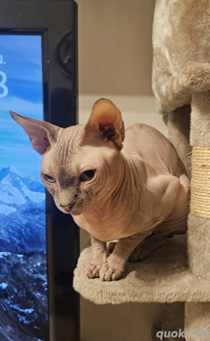 Canadian Sphynx - Wurfankündigung Bild 3