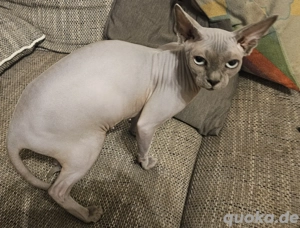 Canadian Sphynx - Wurfankündigung Bild 2