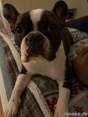 Französisch bulldoggen hündin such neues zuhause 