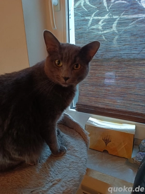 Liebe Kater zu vermitteln 