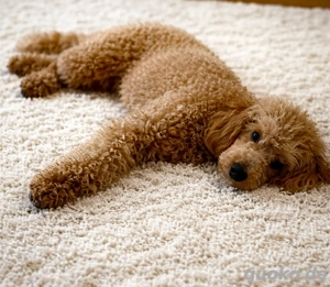 Zwergpudel rüde in der Farbe apricot  champagner