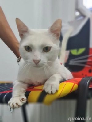 Guerro - ein schnurrender hübscher weißer Kater sucht seine Kuschelfamilie