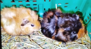 Meerschweinchen (Jung)