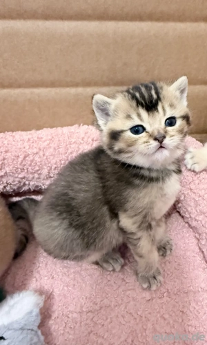 BKH Kitten Black Shaded reinrassig