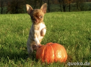 Chihuahua 7 monate alt 