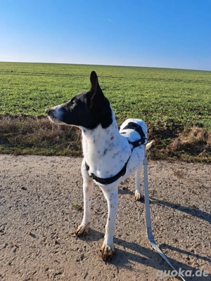 Achtung Blickfang! Zauberhafte, junge Hündin sucht ihr Für-immer-Zuhause