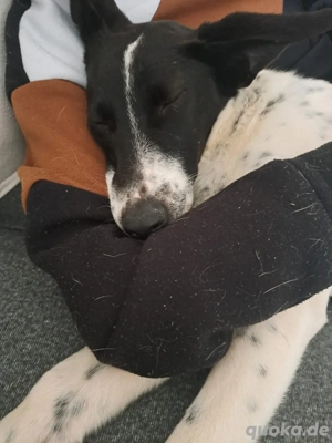 Achtung Blickfang! Zauberhafte, junge Hündin sucht ihr Für-immer-Zuhause