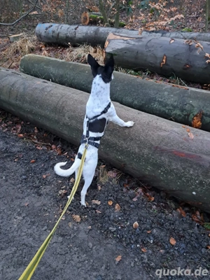 Achtung Blickfang! Zauberhafte, junge Hündin sucht ihr Für-immer-Zuhause
