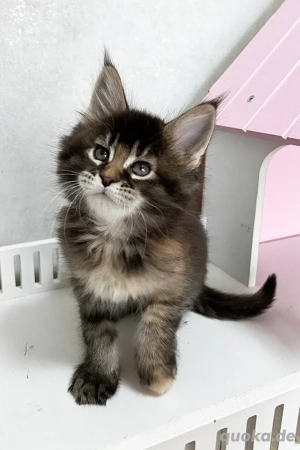 Reinrassige Maine Coon Kätzchen 