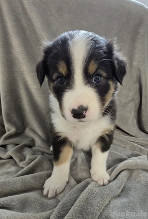 AustralianShepherd Bordercollie Welpen 