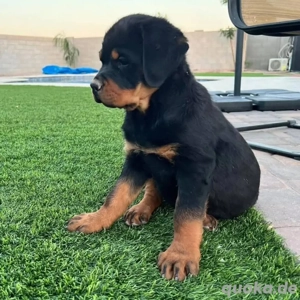 Niedliche und liebenswerte  Rottweilerwelpen