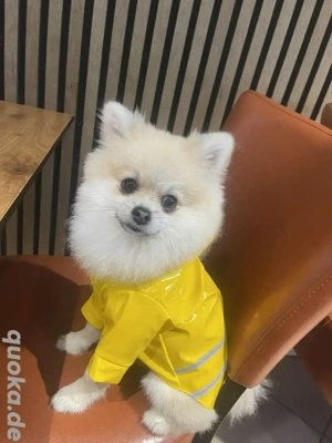 Pomeranian Zwergspitz 