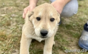 Hübscher Wickie wird zu stattlichem Rüden