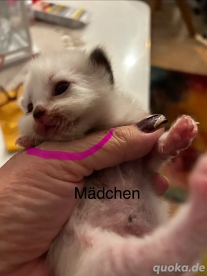 Ragdoll-birma kitten