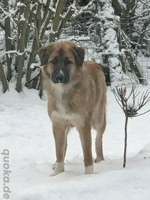 Mischlingshündin sucht erfahrenes zu Hause 