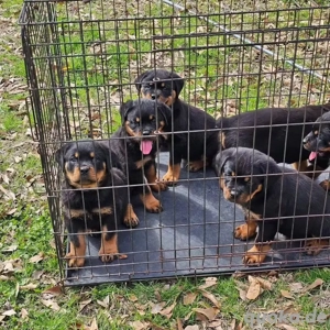Bezaubernde Rottweilerwelpen