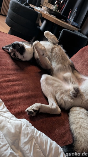 Husky Mischling sucht ein neues Zuhause 