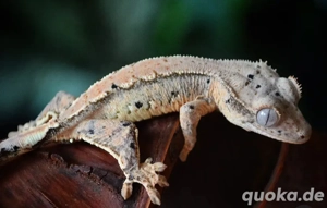 0.0.1 Hypo Yellow Tangerine 