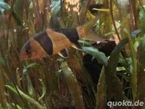 Antennenwelse, Mollys und Prachtschmerlen wegen Aquariumsauflösung abzugeben