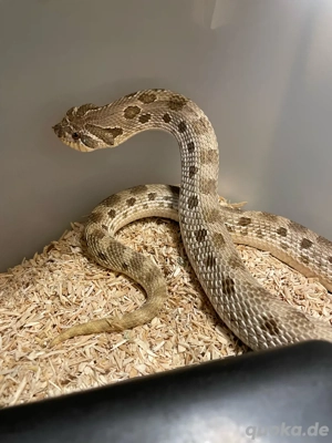 Hakennasennatter Weibchen adult (Heterodon nasicus) Anaconda het Toffeebelly