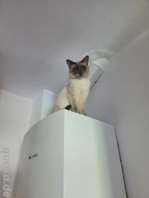 Reinrassige Siamkatze babykatze 6 Monate alt  Bild 3