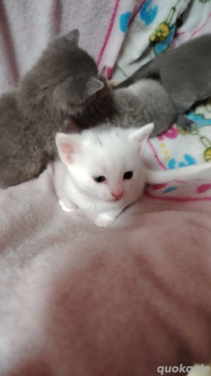 Wunderschöne Kater und Katzen, Russisch weiße, Russisch blaue und Mischlinge