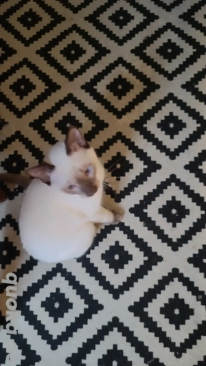 Reinrassige Siamkätzchen babykatzen 6 Monate alt 