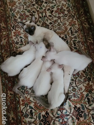 Reinrassige Siamkatze babykatze 6 Monate alt  Bild 2