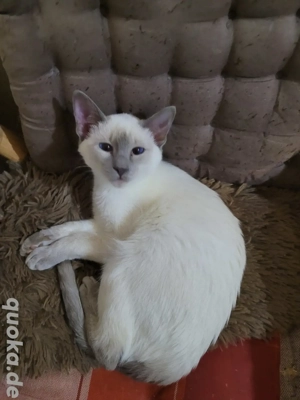Reinrassige Siamkatze babykatze 6 Monate alt 