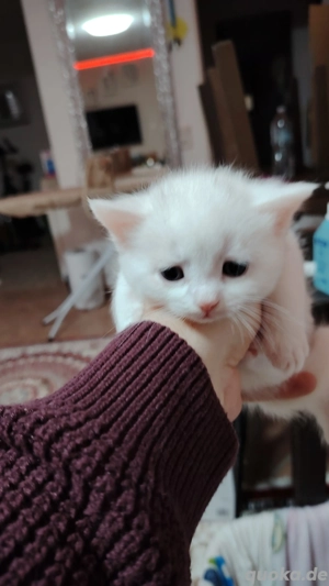Wunderschöne Kater und Katzen, weiße, blaue und Mischlinge