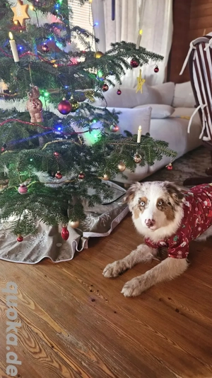 Junghund Aussie Rüde für erfahrene Halter