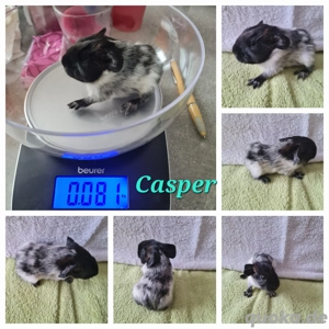 Agouti Schimmel kastrat