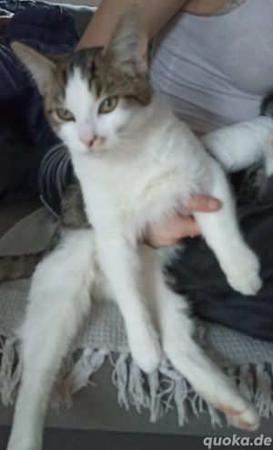 1 Katerchen geb. 21.06.25