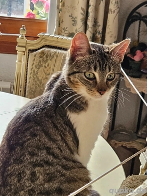 Dino sucht sein Zuhause