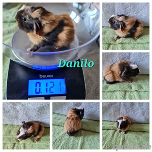 Schocko buff weiß Crestet Kastrat 