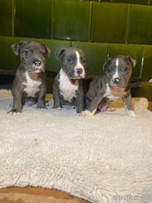 XL Bully Welpen   kleine Herzensbrecher 
