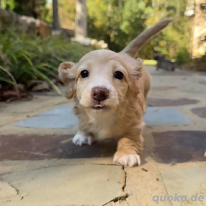   Tierärztlich untersucht  Erstimpfungen erhalten  Entwurmt und gegen Flöhe behandelt  Es fällt eine