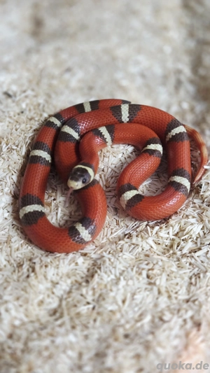 1,1 Lampropeltis t. nelsoni Albino T+