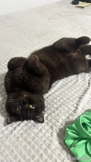 Deckkater Pablo sucht Freundin  Bild 2