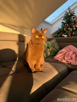 Deckkater Pablo sucht Freundin  Bild 3