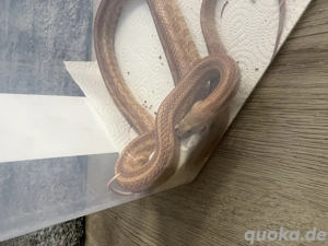 Dringend Kornnatter 1.0 geb. 2018 - Caramel Toffe Tessera het Amel Strip Poss Bloodred Anery Motley